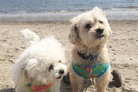 pet friendly hotels in connecticut.